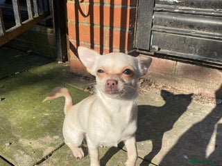 Chihuahua dogs Willow - Advert 1