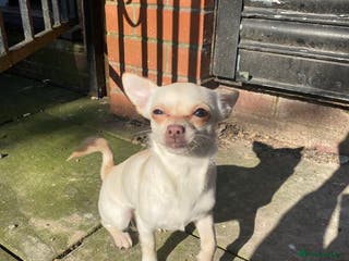 Chihuahua dogs Willow - Advert 14