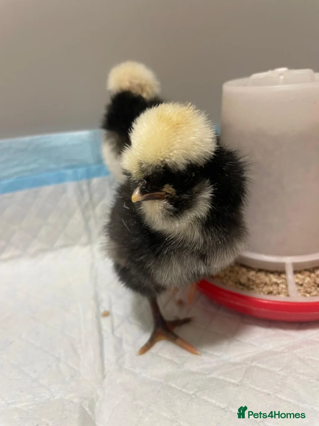 Chickens poultry for sale: Stunning Bantam Polish Chicks  - Advert 1
