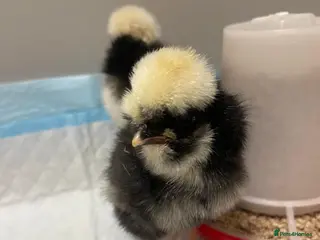 Chickens poultry Stunning Bantam Polish Chicks - Advert 5