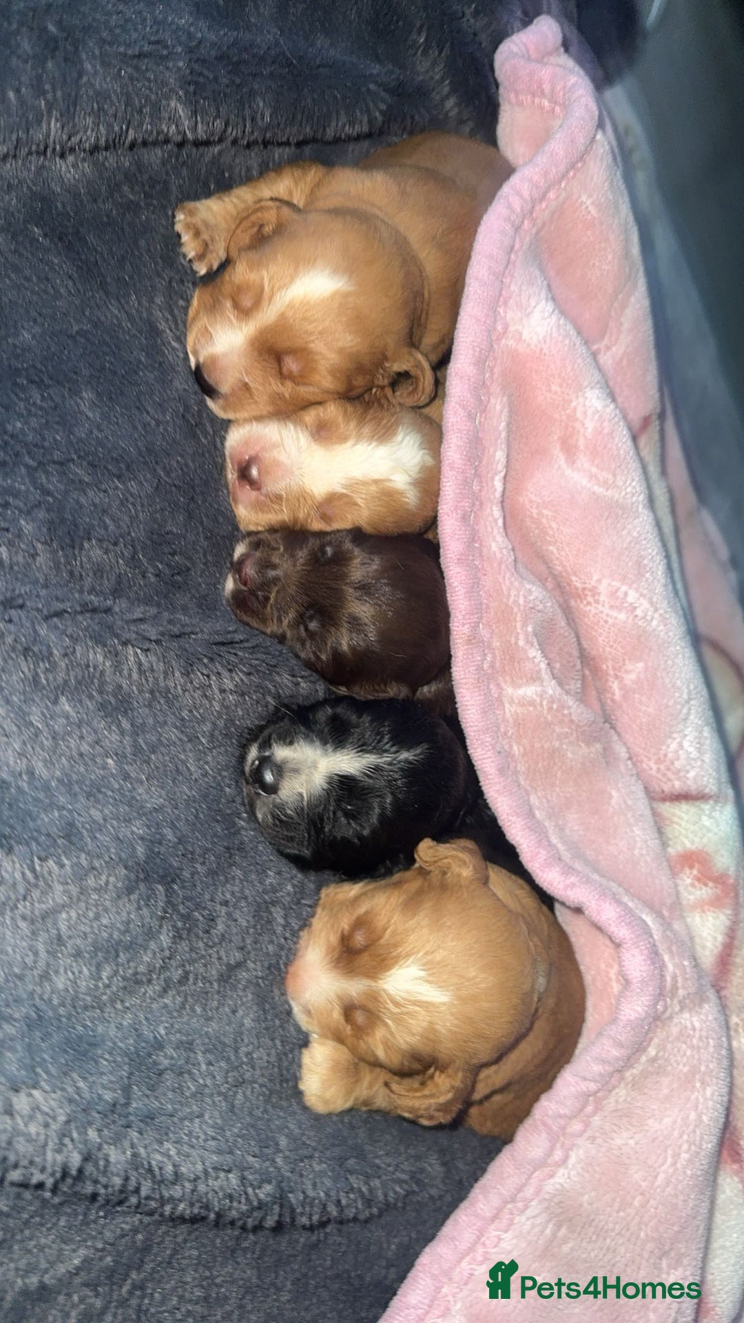 Cocker Spaniel dogs for sale: Cocker spaniels  - Image 1