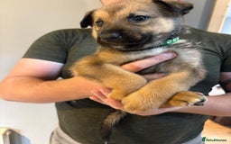 Mixed Breed dogs for sale: Siberian husky cross belgian malinois - Image 7