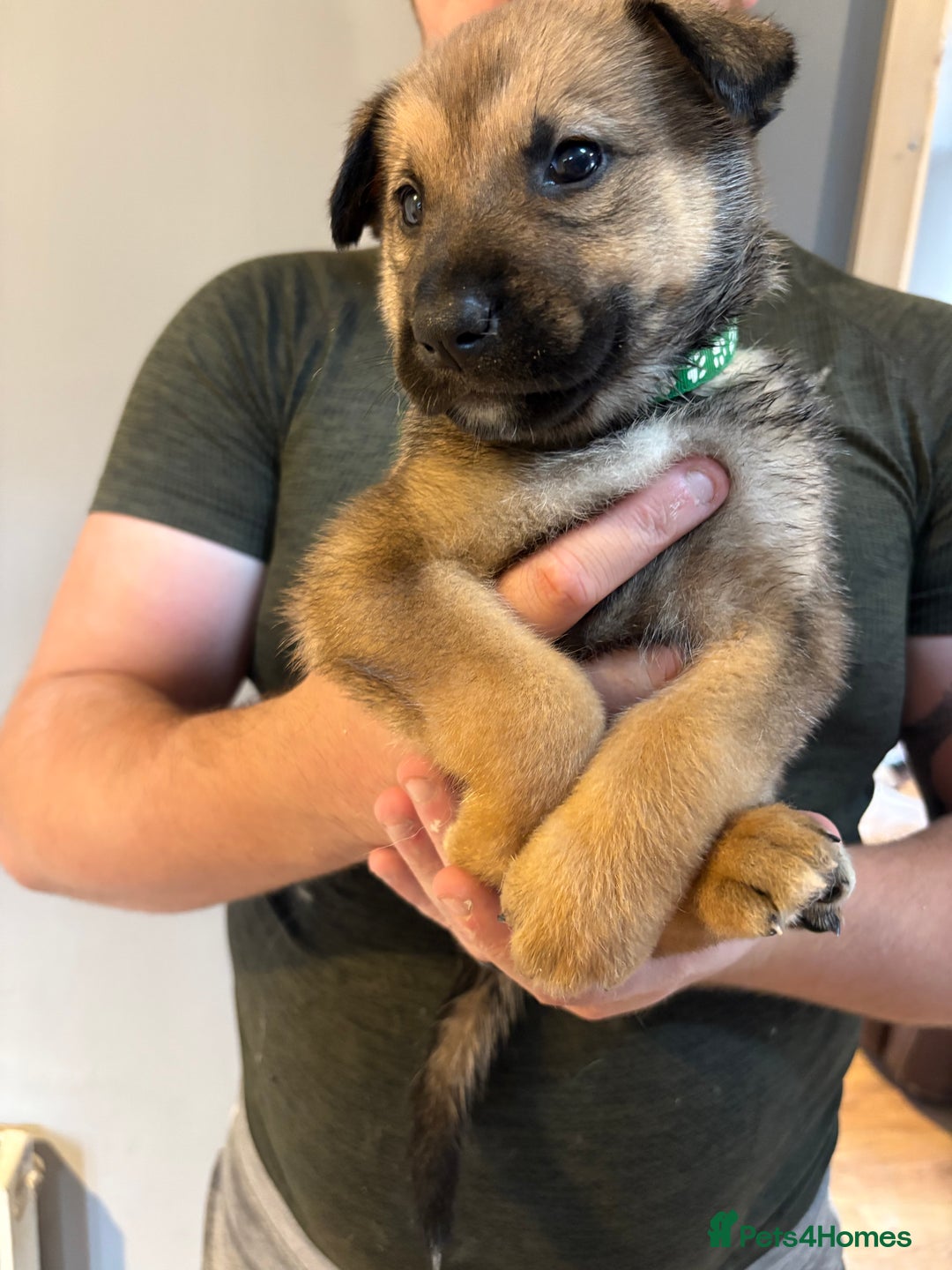 Mixed Breed dogs for sale: Siberian husky cross belgian malinois - Image 7