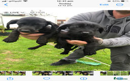 Mixed Breed dogs for sale: Dachshund cross puppies for sale  - Image 3