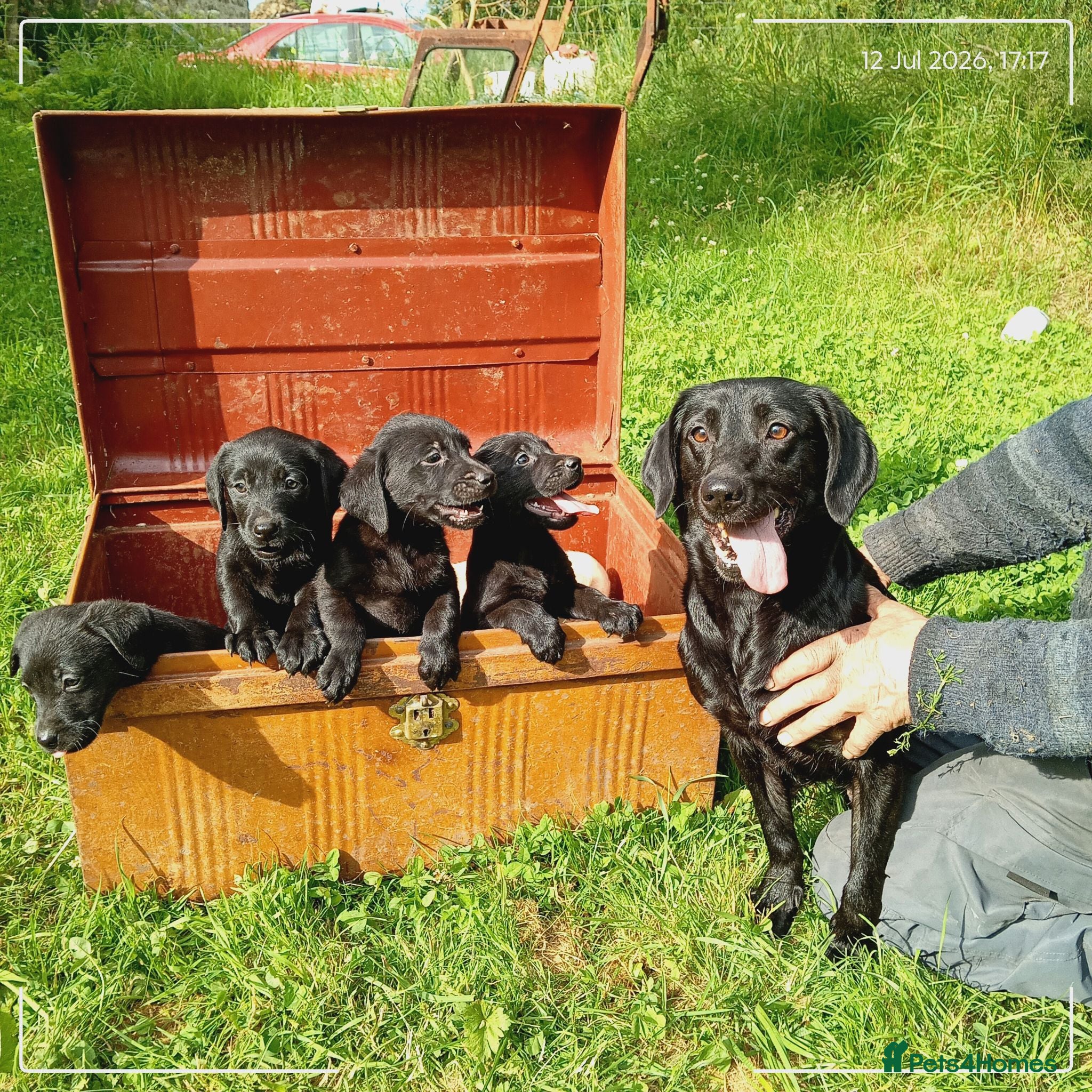 Labrador Retriever dogs Labrador puppies  - Advert 18