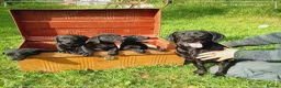 Labrador Retriever dogs for sale: Labrador puppies  - Advert 1