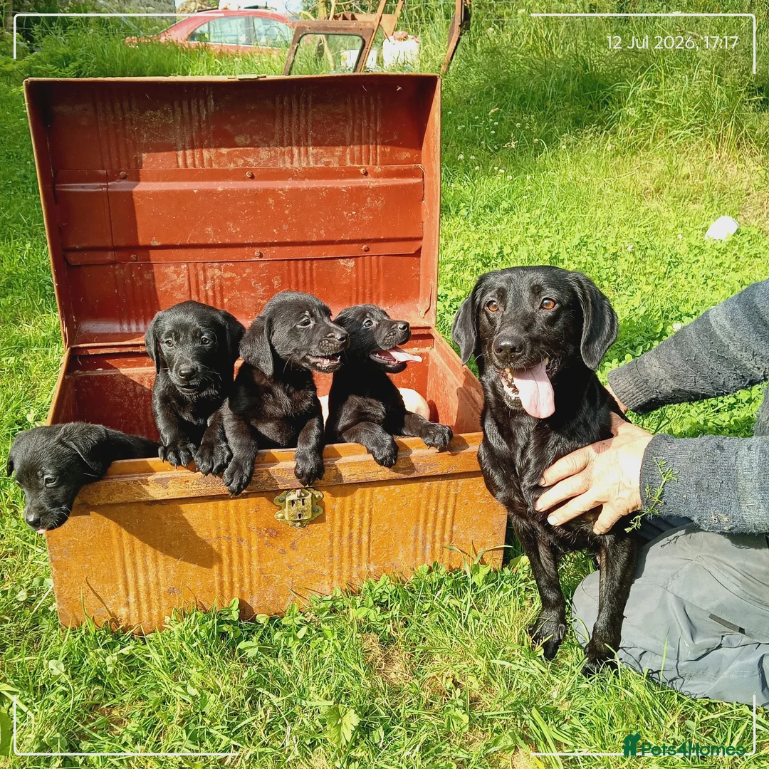 Labrador Retriever dogs for sale: Labrador puppies  - Advert 1