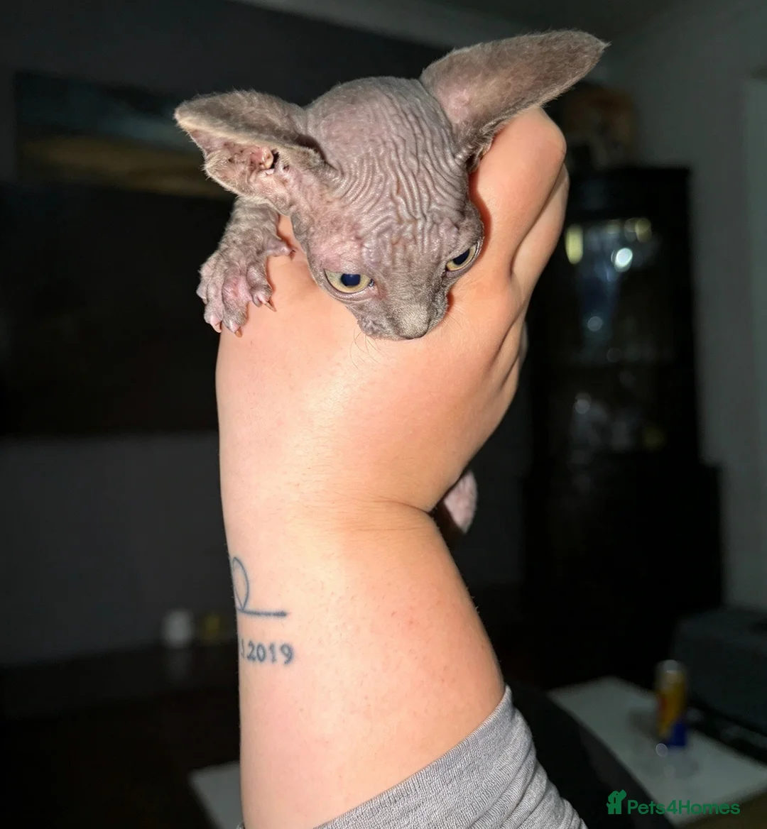 Sphynx cats for sale: Exceptional Sphynx Kittens — Home-Raised - Advert 17
