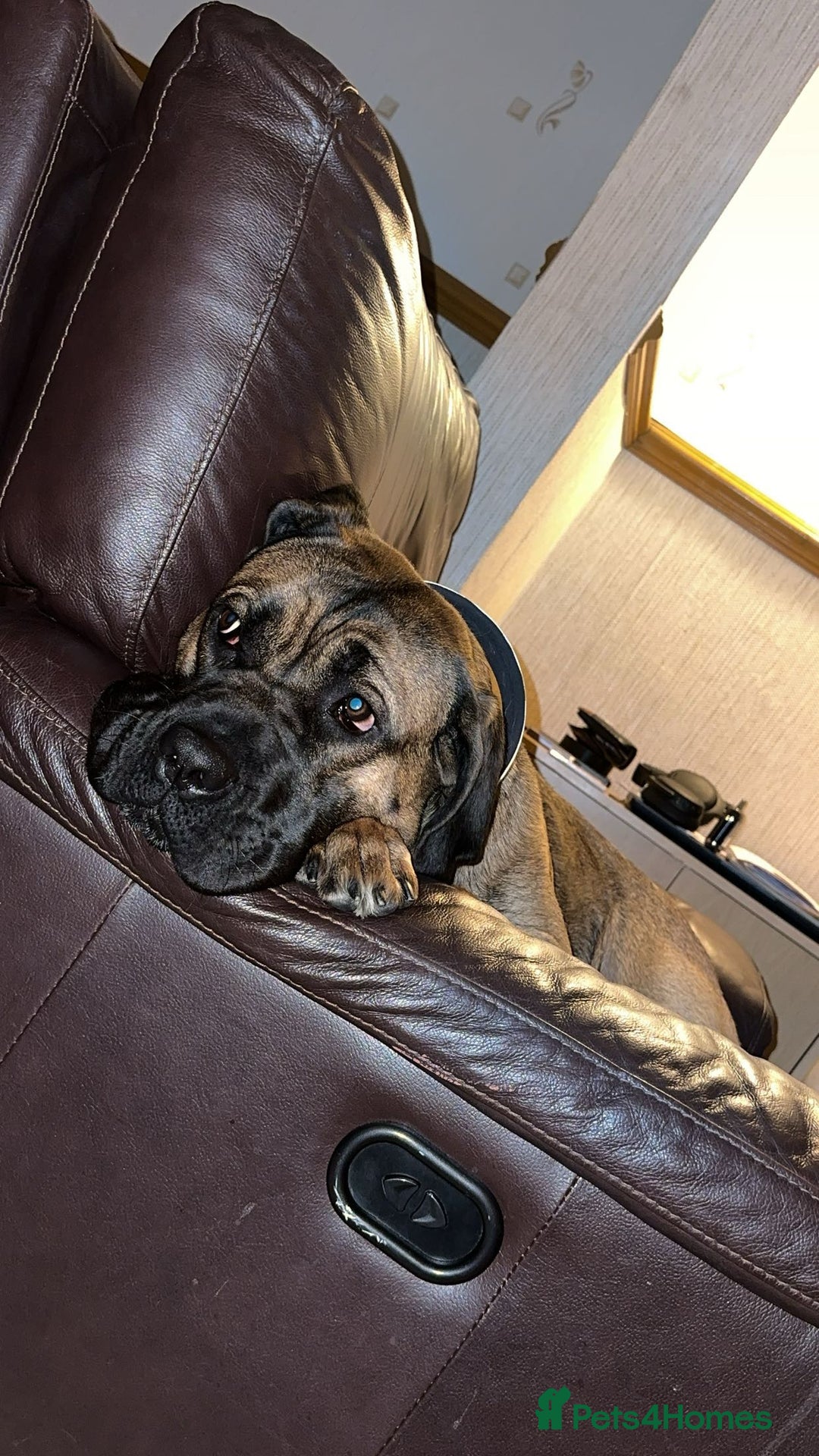 Cane Corso dogs for sale: Female Cane Corso in Warrington - Image 3