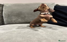 Miniature Dachshund dogs for sale: Chocolate & Tan Miniature Dachshund Puppies - Advert 11