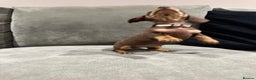 Miniature Dachshund dogs for sale: Chocolate & Tan KC Miniature Dachshund Puppies - Advert 24