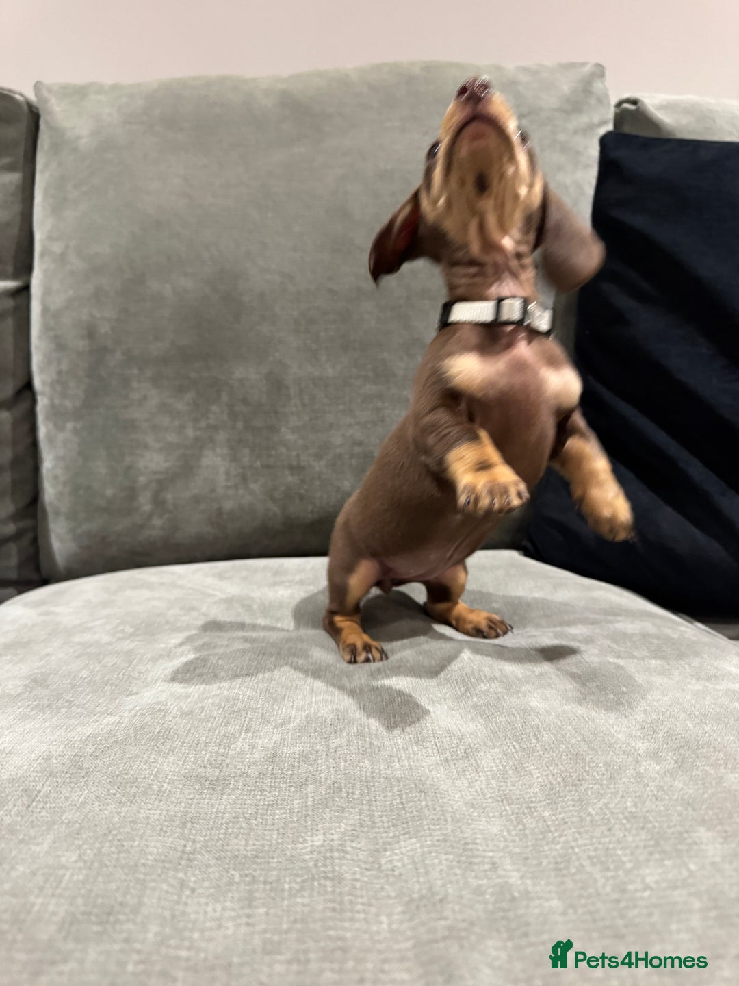 Miniature Dachshund dogs for sale: Chocolate & Tan Miniature Dachshund Puppies - Advert 11