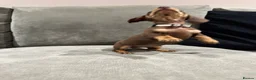 Miniature Dachshund dogs for sale: Chocolate & Tan KC Miniature Dachshund Puppies - Advert 27