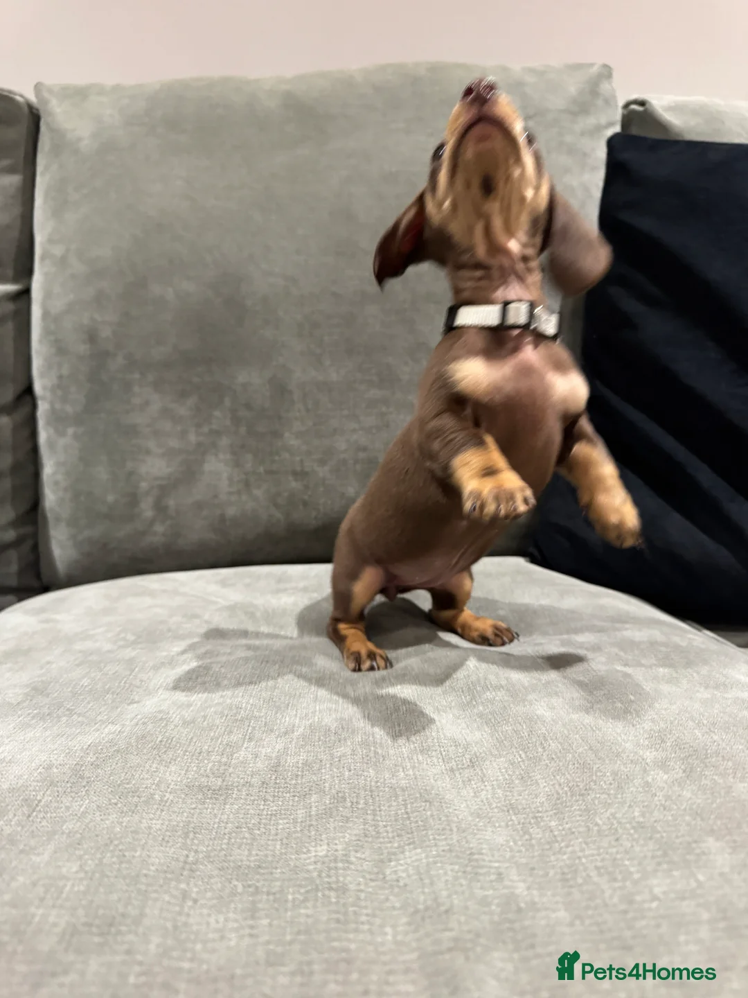 Miniature Dachshund dogs for sale: Chocolate & Tan KC Miniature Dachshund Puppies - Advert 27