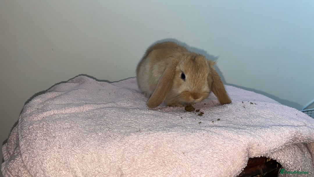 Mini Lop rabbits for sale: Mixed litter of mini lop babies for sale  - Image 9
