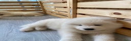 Samoyed dogs for stud: Purebred KC Registered SAMOYED Stud for Breeding  in Reading - Advert 21