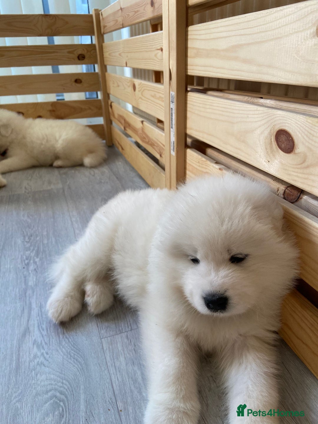Samoyed dogs for stud: Purebred KC Registered SAMOYED Stud for Breeding  in Reading - Image 21