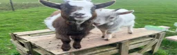 Goats livestock for sale: Pygmy goats for sale! in Chepstow - Advert 1