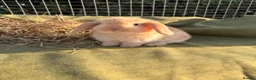 Mini Lop rabbits for sale: *Mini Lop Babies  - Advert 25