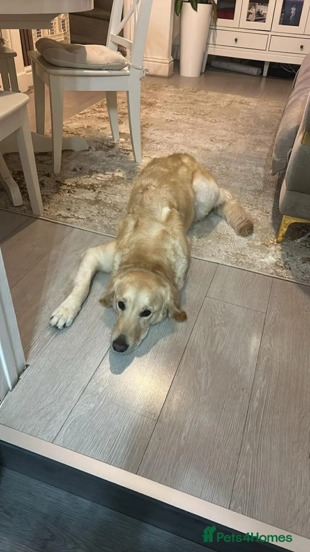 Golden Retriever dogs for sale: Luna  - Advert 2