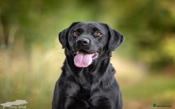 Labrador Retriever dogs for stud: For Stud Black Labrador in Tiverton - Image 5