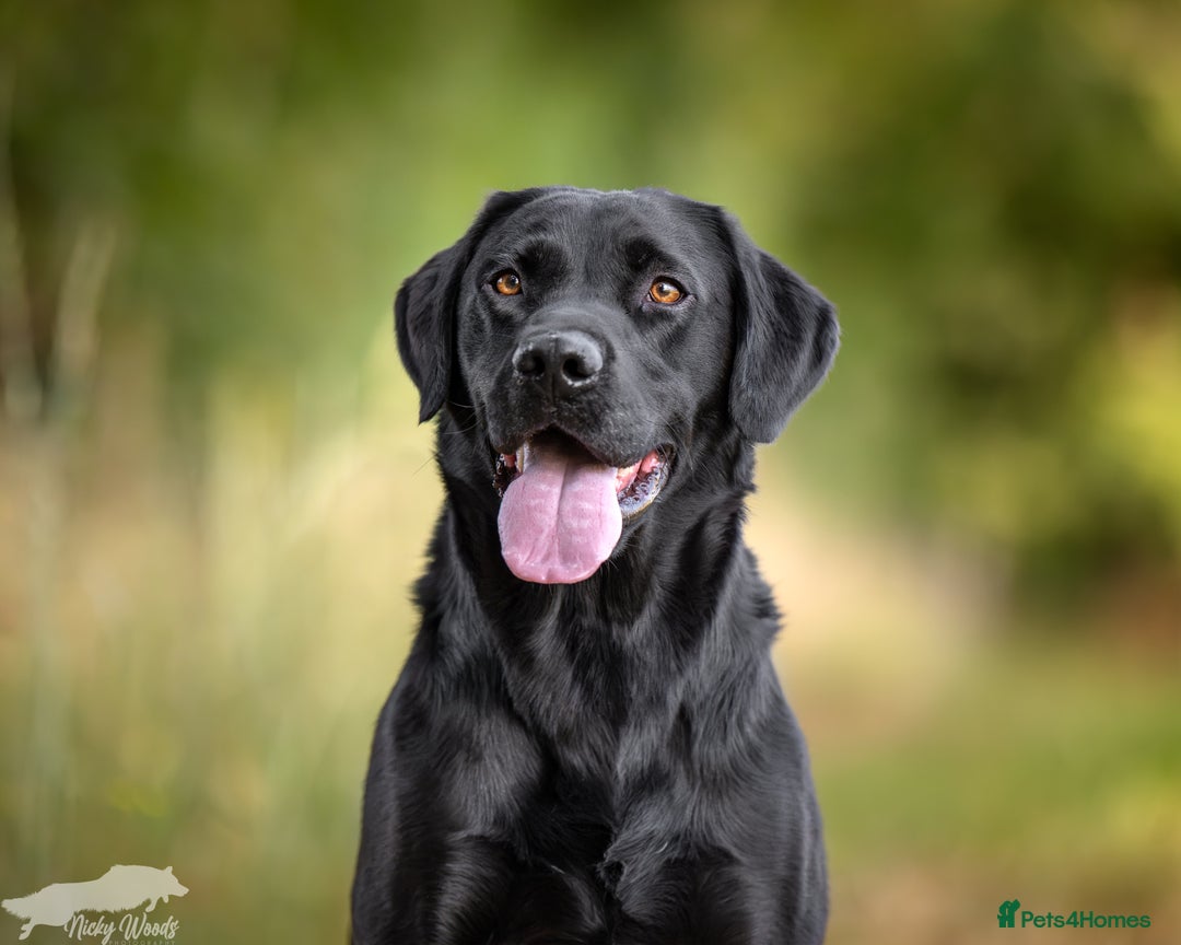 Labrador Retriever dogs for stud: For Stud Black Labrador in Tiverton - Image 5
