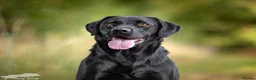 Labrador Retriever dogs for stud: For Stud Black Labrador in Tiverton - Advert 5