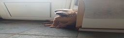Mixed Breed dogs for sale: Karma - Advert 6