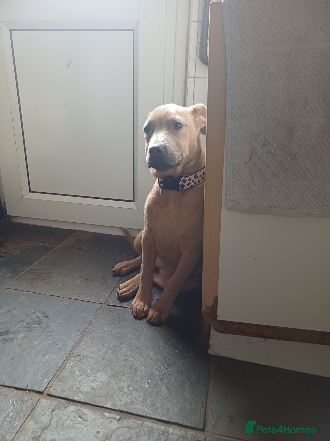 Mixed Breed dogs for sale: Karma - Advert 6