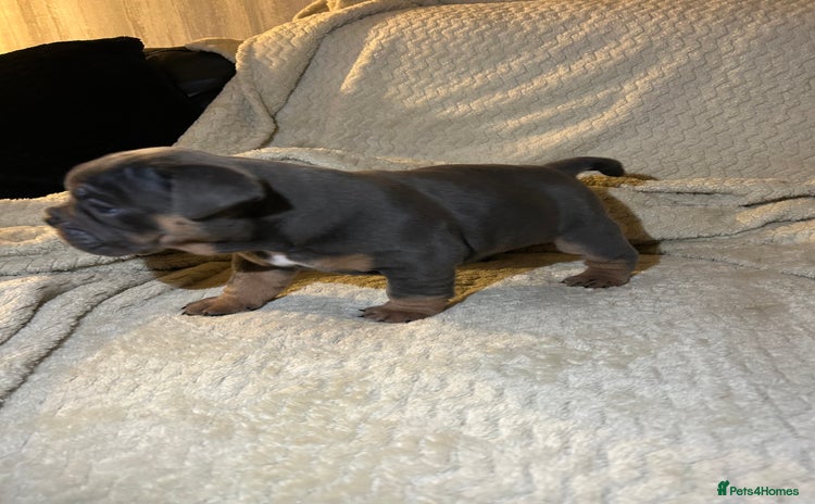 English Bulldog dogs - Advert 1