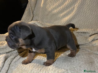 English Bulldog dogs - Advert 13