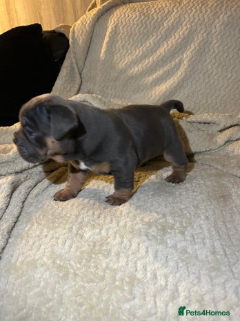 English Bulldog dogs - Advert 2