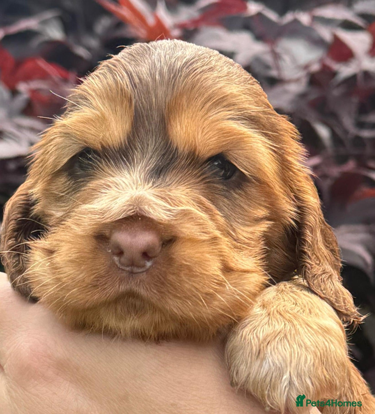 Cocker Spaniel dogs 💜💛🩷 OUTSTANDING KC SHOW COCKER SPANIELS 🌟 - Advert 1