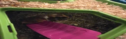 Hamster rodents for sale: Syrian Hamster - Advert 7