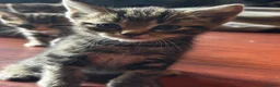 Mixed Breed cats for sale: 5 beauties  in Southampton - Advert 5