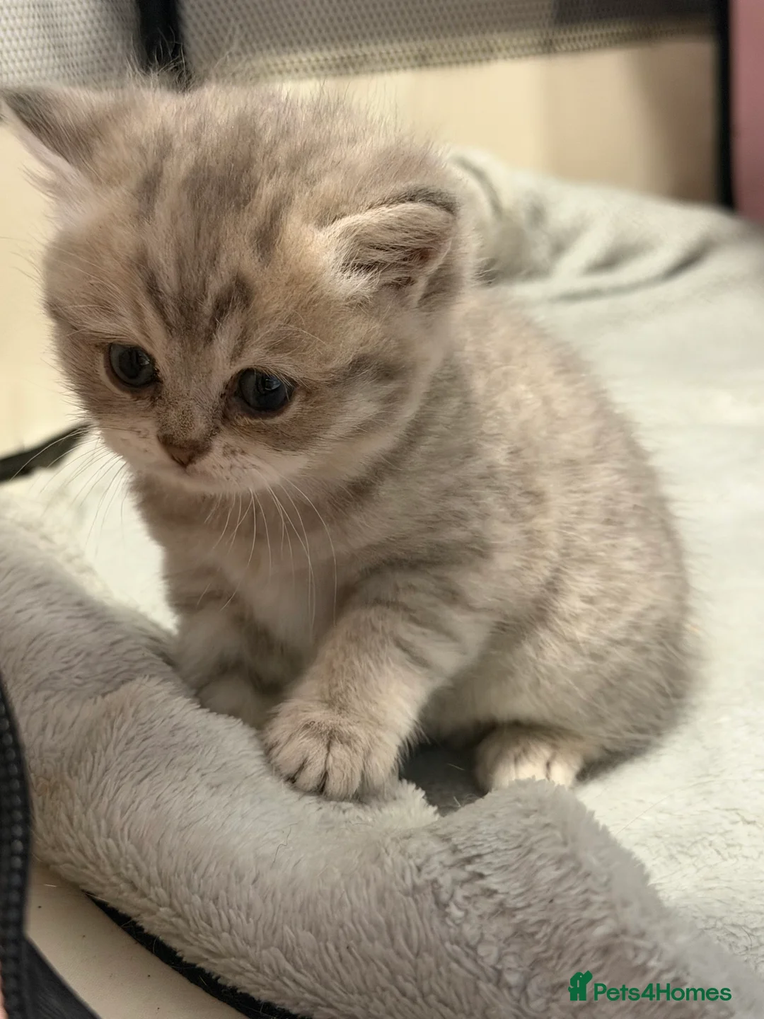 British Shorthair cats for sale: Beautiful British Shorthair Girl - Advert 9