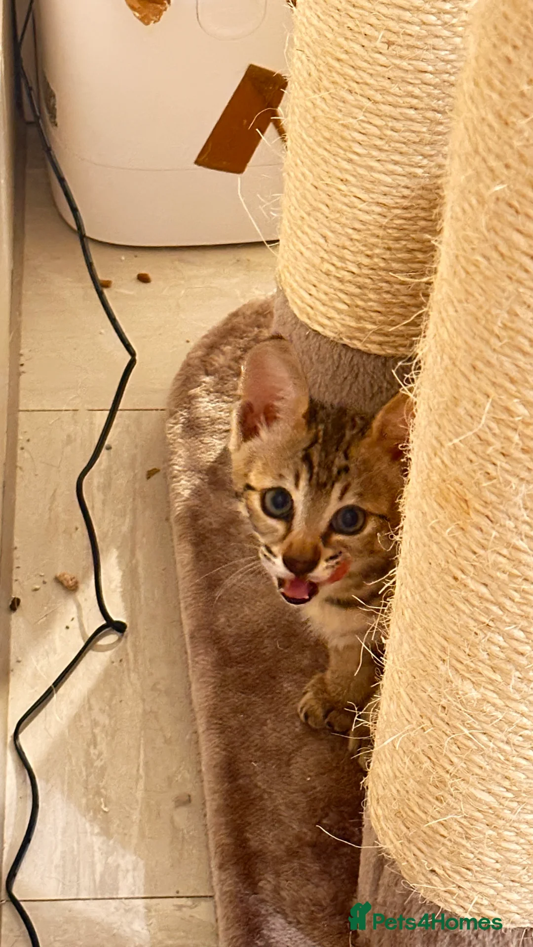 Savannah cats for sale: Stunning F3 Savannahs Last spotted girl - Advert 26