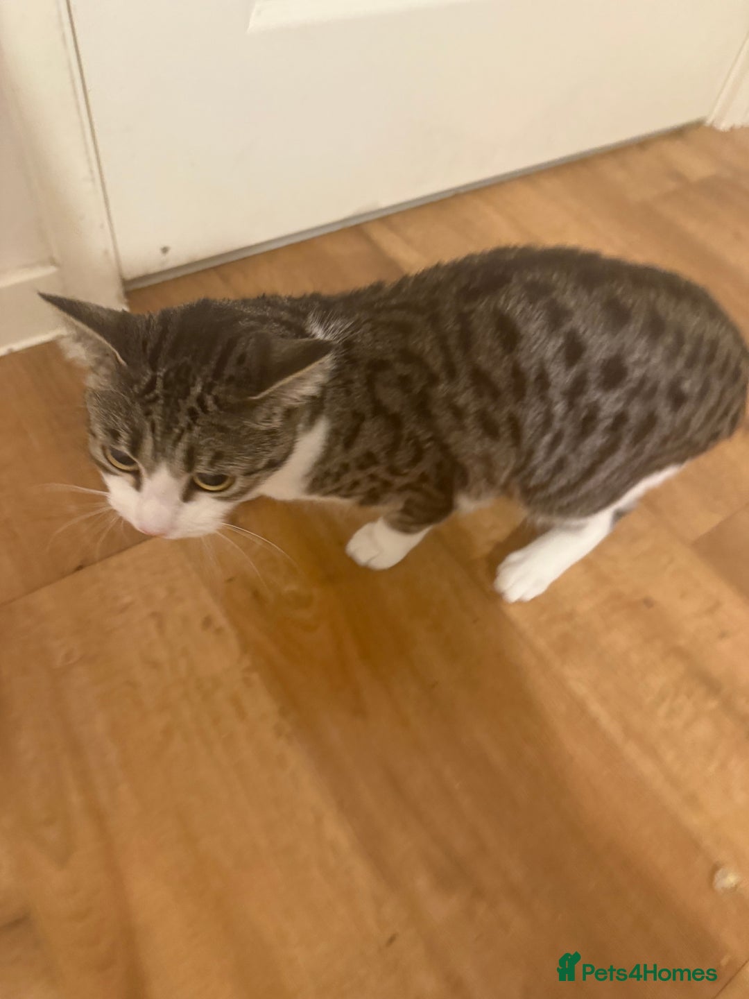 British Shorthair cats for sale: Magical cats  - Advert 2