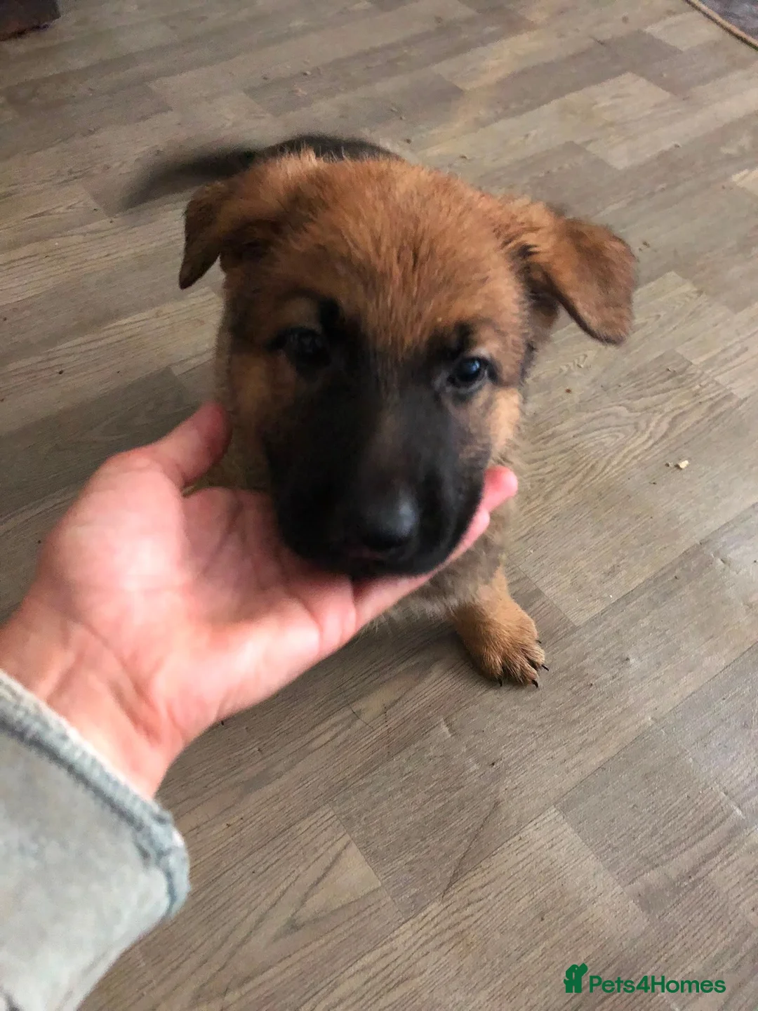 German Shepherd dogs for sale: German shepherd pup in Swansea - Advert 4