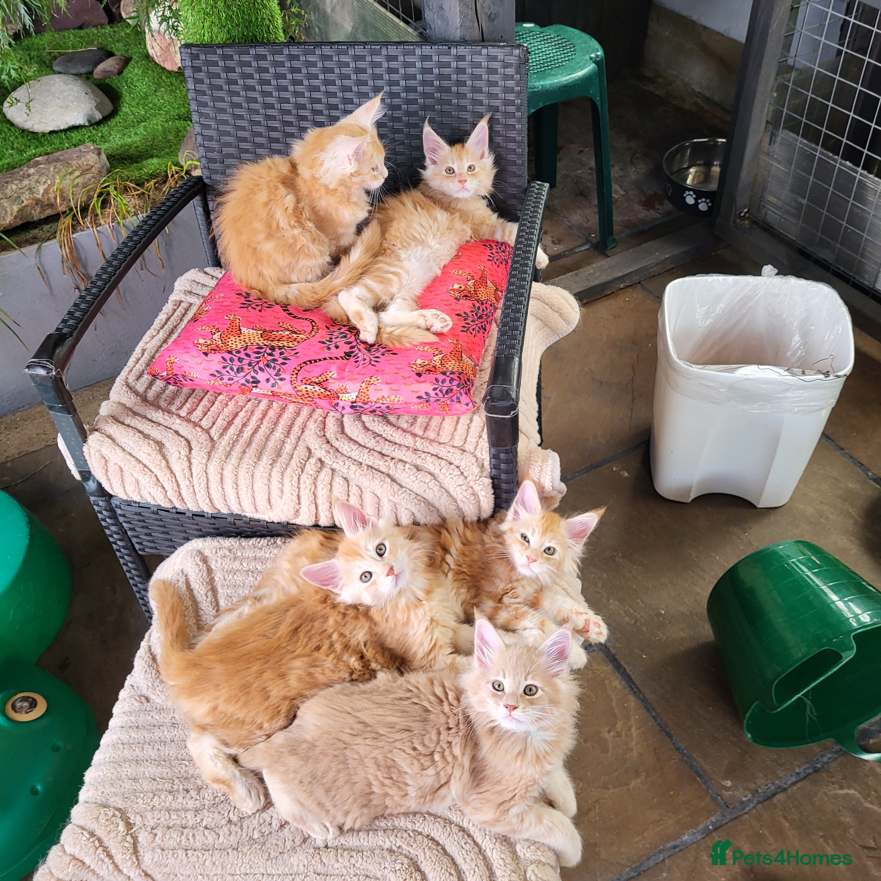 Maine Coon cats Maine Coon kittens for sale CF81  - Advert 1