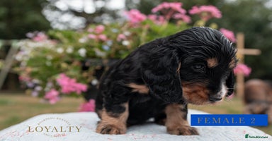 Cocker Spaniel dogs - Advert 5