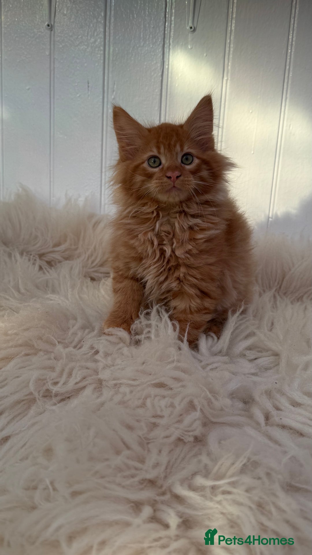 Maine Coon cats for sale: Last Two Gccf Maine Coons Boys Available - Advert 8
