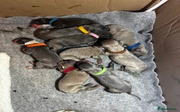 Whippet dogs for sale: Pedigree Purebred Blue and Two Toned Whippets - Image 3