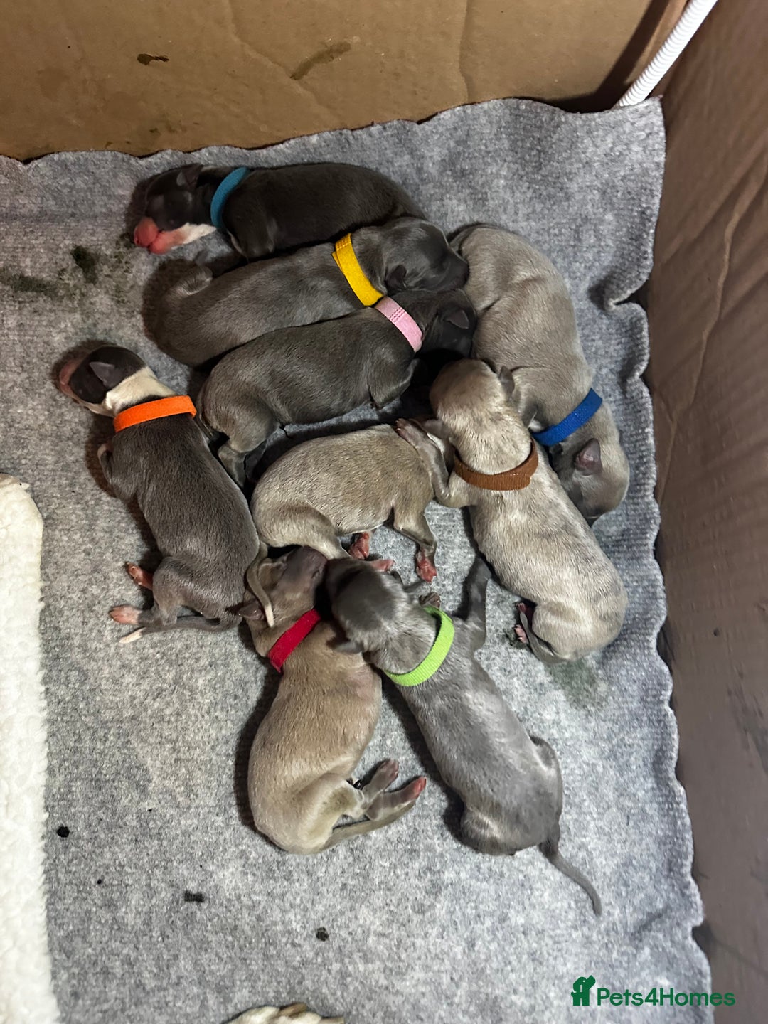 Whippet dogs for sale: Pedigree Purebred Blue and Two Toned Whippets - Image 3