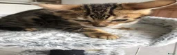 Bengal cats for sale: Quality kittens Bengal in Harrow - Advert 7