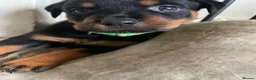 Rottweiler dogs for sale: Rottweiler Puppies - Advert 36