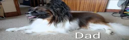 Papillon dogs for sale: Papillon puppies for sale - Advert 16