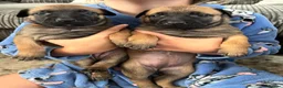 Mixed Breed dogs for sale: Dutch Herder X F1 Bull Herder puppies - Advert 7