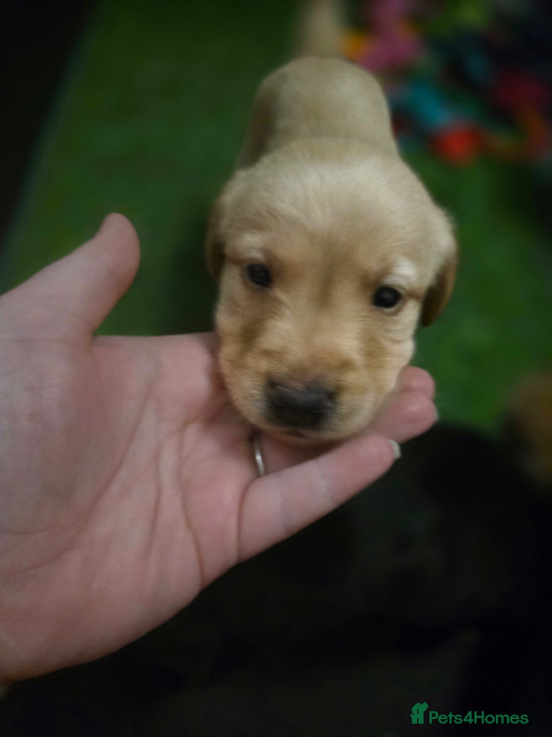 Labrador Retriever dogs for sale: Beautiful labrador retriever puppies  - Advert 6