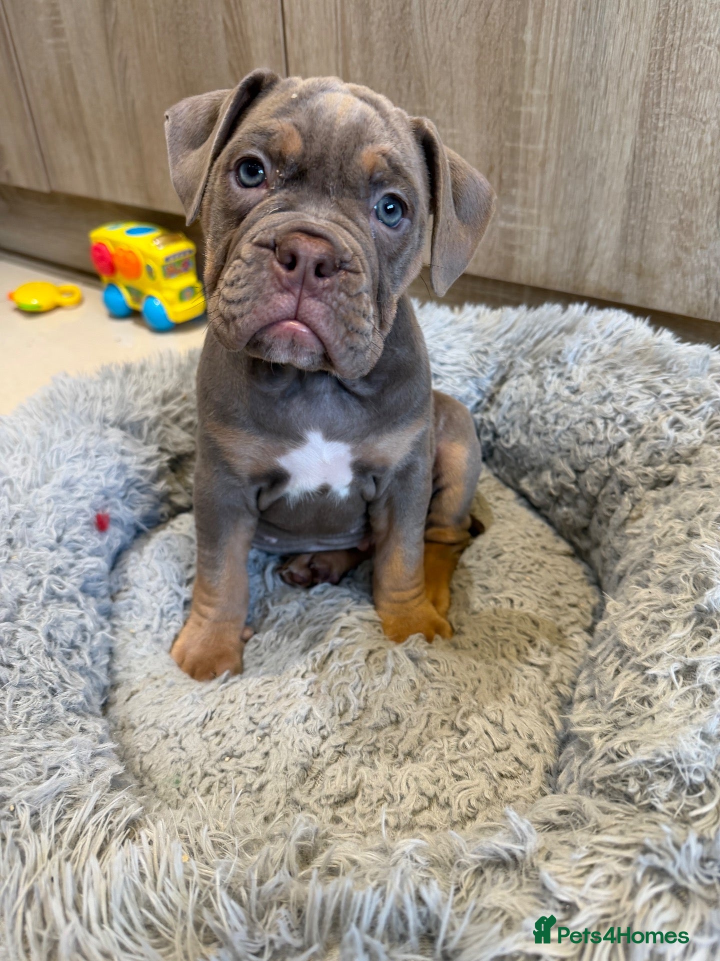 Olde English Bulldogge dogs Old English bulldogs  - Advert 1